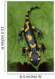 Salamander lizard Wall Mural