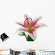 white and pink lily with brown pollen Wall Decal