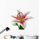 white and pink lily with brown pollen Wall Decal