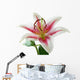 white and pink lily with brown pollen Wall Decal