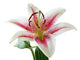 white and pink lily with brown pollen Wall Decal