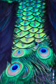 Textures and colors of the peacock Wall Mural