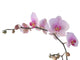 Flower Decals - Bunch of orchid with lila flowers Wall Decal
