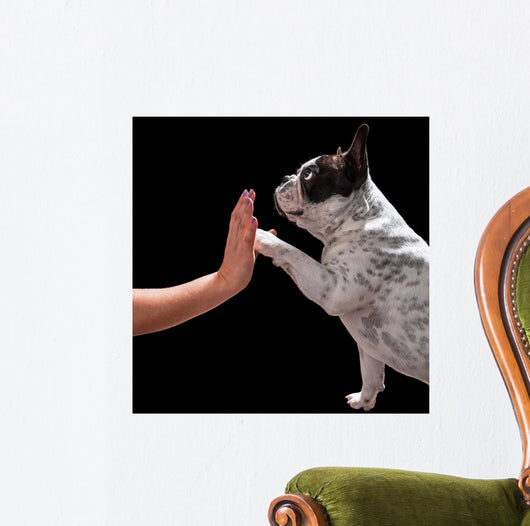 French Bulldog Giving High Wall Mural