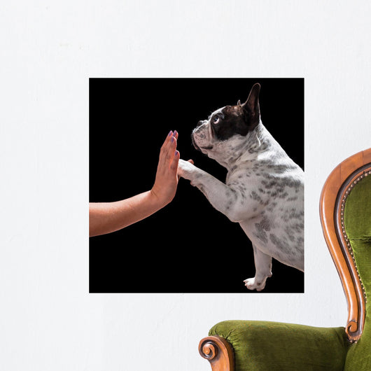 French bulldog giving high five with female hand over black Wall Mural