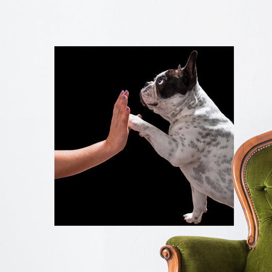 French bulldog giving high five with female hand over black Wall Mural