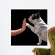 French bulldog giving high five with female hand over black Wall Mural