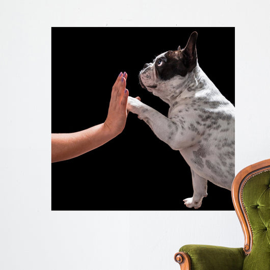 French bulldog giving high five with female hand over black Wall Mural