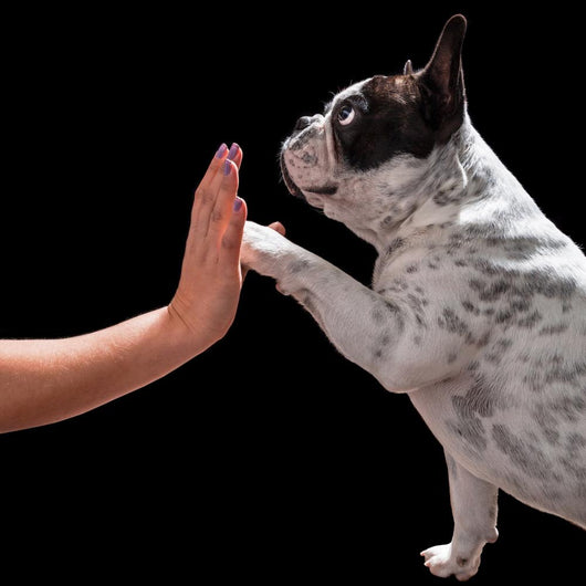 French bulldog giving high five with female hand over black Wall Mural