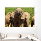 Large elephant drinking Wall Mural