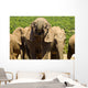 Large elephant drinking Wall Mural