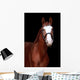 Chestnut Stallion Portrait Black