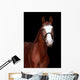 Chestnut Stallion Portrait Black