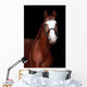 Chestnut Stallion Portrait Black