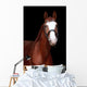 Chestnut Stallion Portrait Black