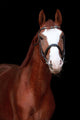Chestnut Stallion Portrait Black