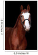 Chestnut Stallion Portrait Black