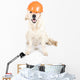 Construction dog Wall Decal
