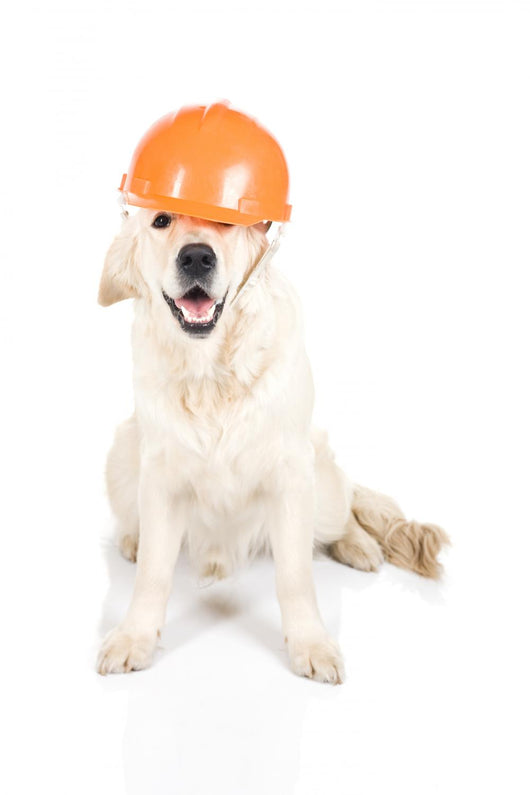 Construction dog Wall Decal
