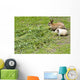 Rabbit and guinea pig Wall Mural