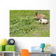 Rabbit and guinea pig Wall Mural