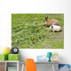 Rabbit and guinea pig Wall Mural