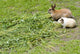 Rabbit and guinea pig Wall Mural