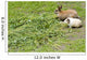 Rabbit and guinea pig Wall Mural