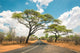 African landscape with empty road and trees in Zimbabwe - On the Wall Mural