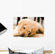 Baby Yellow Labrador Wall Mural