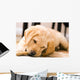 Baby Yellow Labrador Wall Mural