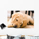 Baby Yellow Labrador Wall Mural