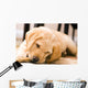 Baby Yellow Labrador Wall Mural