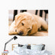 Baby Yellow Labrador Wall Mural