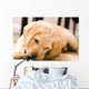 Baby Yellow Labrador Wall Mural