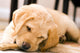 Baby Yellow Labrador Wall Mural
