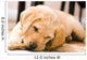 Baby Yellow Labrador Wall Mural