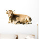 Laying Cow