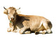 Laying Cow
