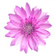Pink Conflower Flower Wall Decal