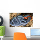 malaysian blue coralk snake Wall Mural