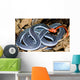 malaysian blue coralk snake Wall Mural