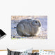 Wild Rabbit Wall Mural