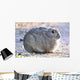 Wild Rabbit Wall Mural