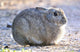 Wild Rabbit Wall Mural