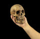 Holding human skull in hand. Conceptual image. Wall Mural
