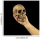 Holding human skull in hand. Conceptual image. Wall Mural