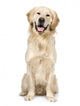 Golden Retriever Wall Decal