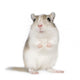 Gerbil Wall Decal