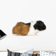 Guinea Pig Wall Decal